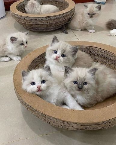 Tierärztlich untersuchte Ragdoll-Kätzchen abzugeben.