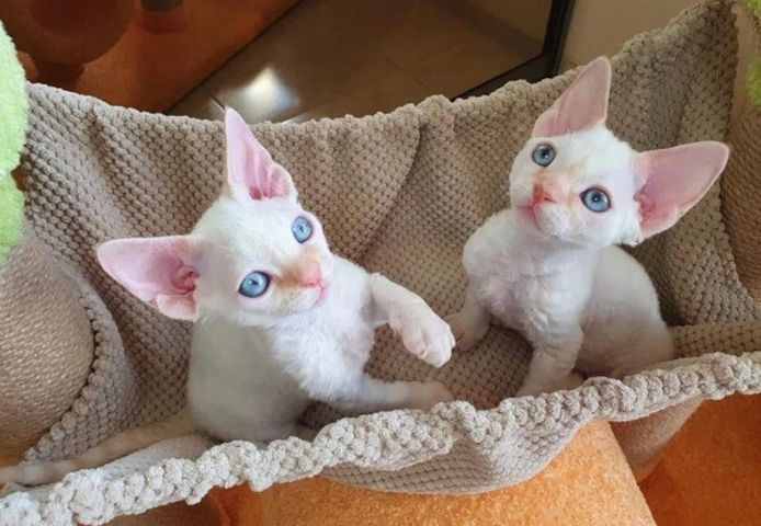Devon Rex-Kätzchen zu verkaufen.