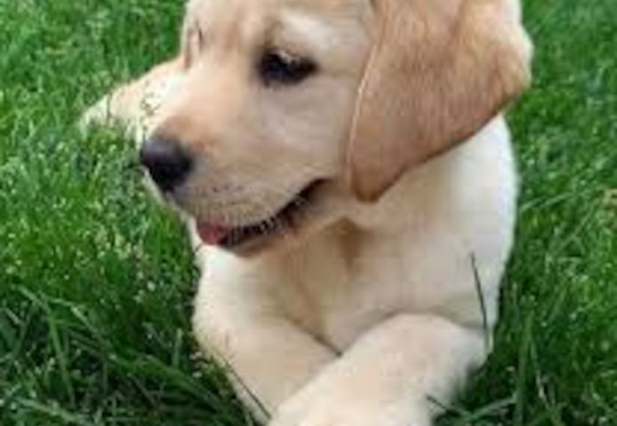 Labrador-Welpen zu verkaufen.
