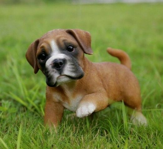 Boxer-Welpen (Rüden und Hündinnen) zu verkaufen.