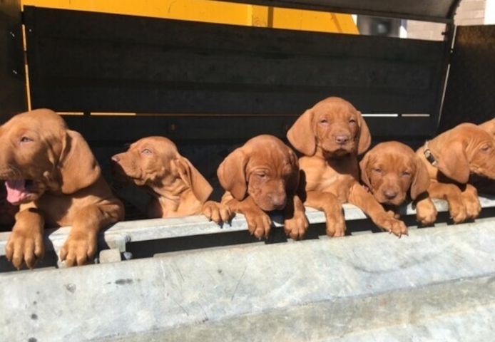 Ausgebildete Ungarische Vizsla-Welpen abzugeben