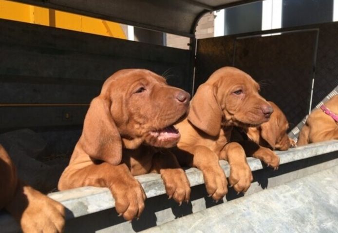 Ausgebildete Ungarische Vizsla-Welpen abzugeben