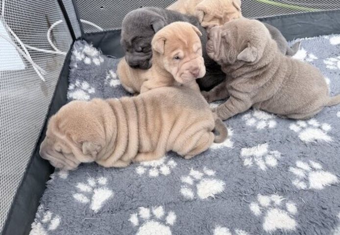 Shar-Pei-Welpen zu verkaufen