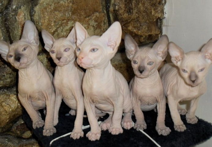 Sphynx Kitten