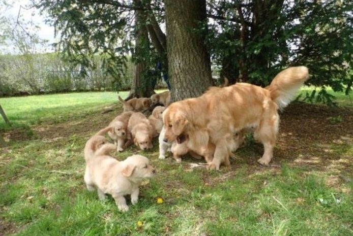 Golden-Retriever-Welpen zu verkaufen.