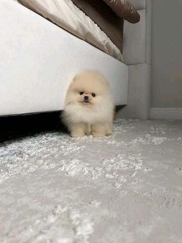 Pomeranian