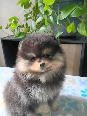 Pomeranian