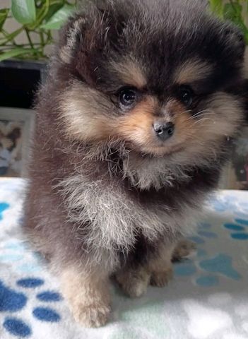 Pomeranian