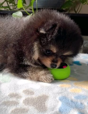 Pomeranian