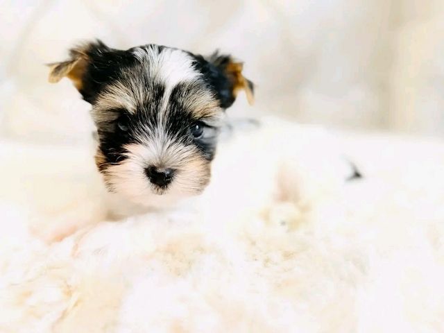 Maltese