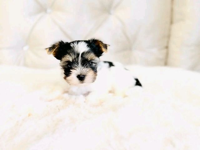 Maltese