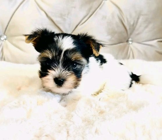 Maltese