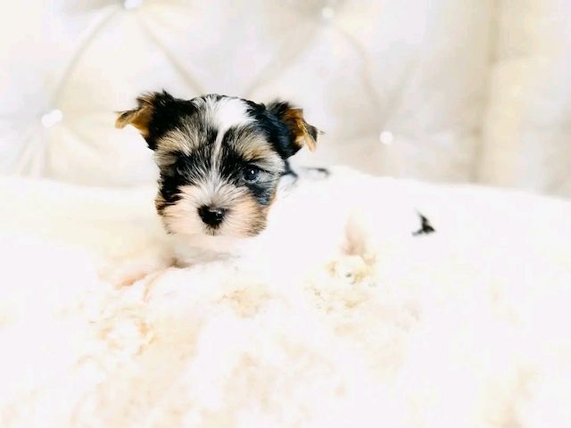 Maltese
