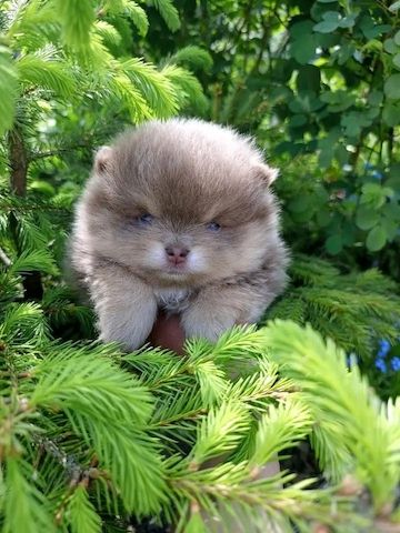 Pomeranian