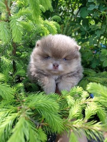 Pomeranian
