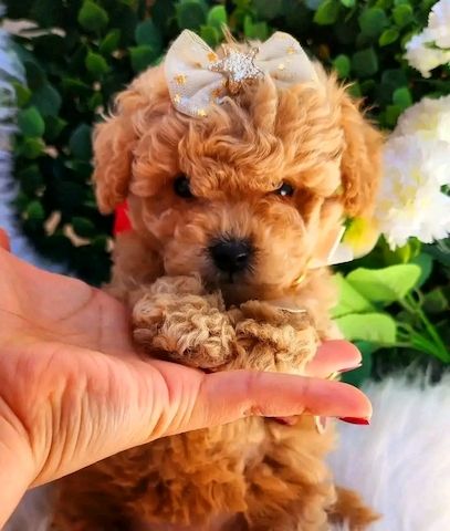 Teacup Poodle