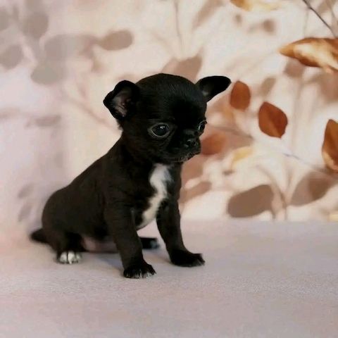 Chihuahua