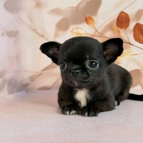 Chihuahua