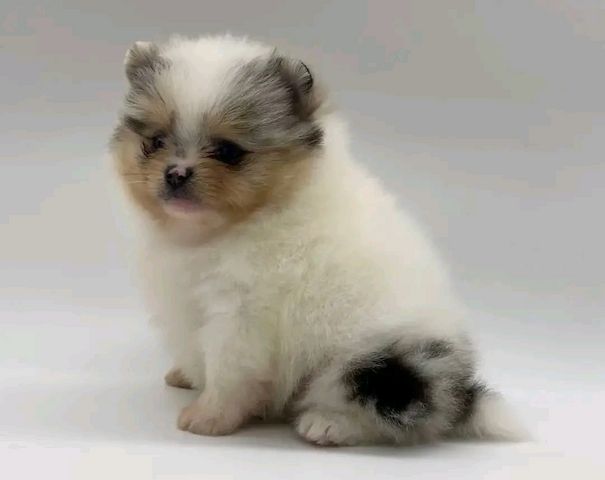 Pomeranian