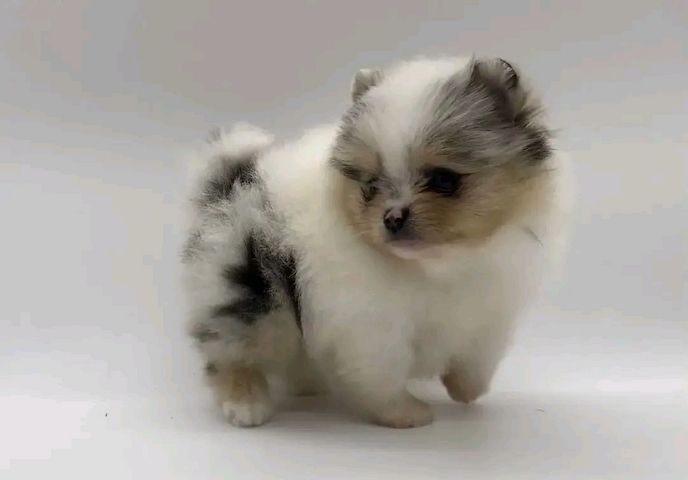 Pomeranian