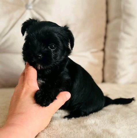 Maltese