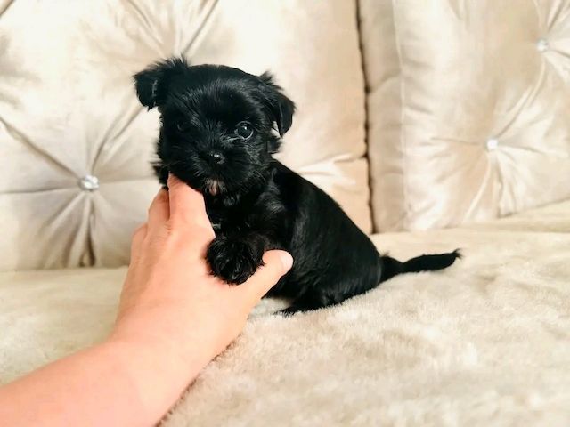 Maltese
