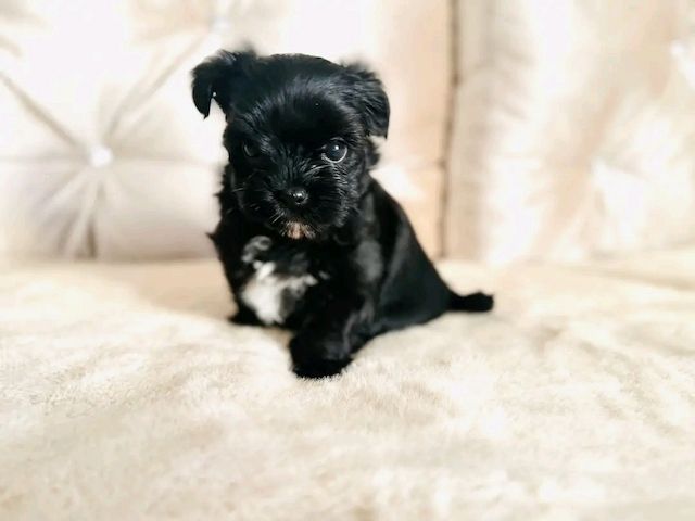 Maltese