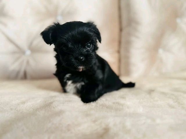 Maltese
