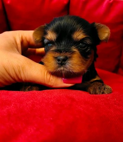 Teacup Yokies