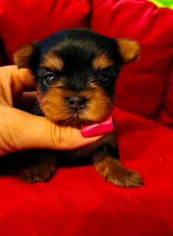 Teacup Yokies