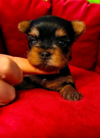 Teacup Yokies