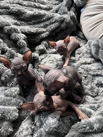 🐈‍⬛Reinrassige kanadische Sphynx Kitten-4 einzigartige 🥰❤️‍🔥Babys suchen liebevolles Zuhause 🐾🏡