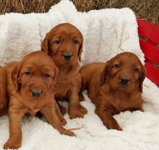 Irische Setter Welpen abzugeben.