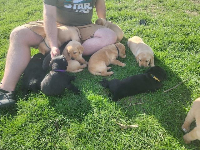 Labradorwelpen abzugeben!