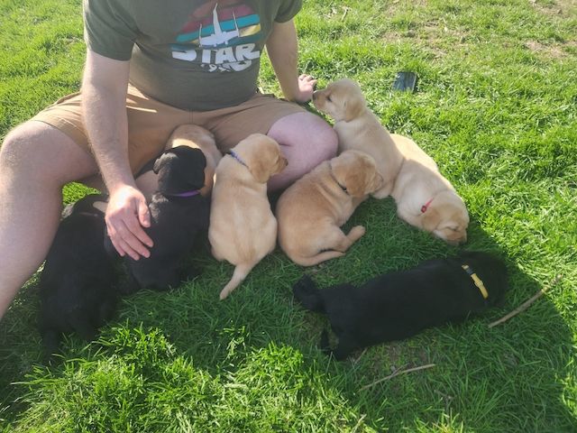 Labradorwelpen abzugeben!