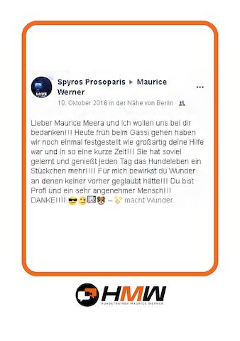 Professionelles Hundetraining – Persönlich oder auch via Video