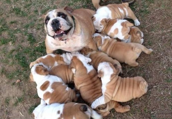 Old English Bulldog Welpen suchen ein Zuhause