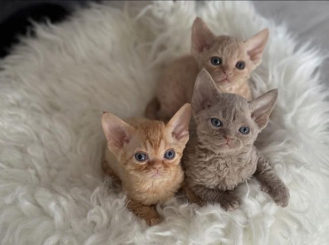Devon Rex Kätzchen zu verkaufen.