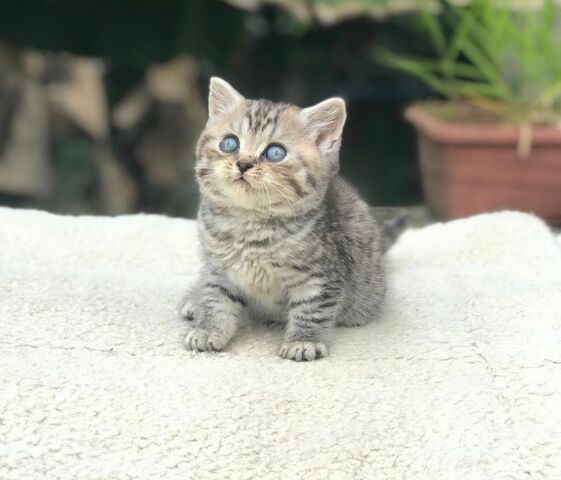 Zwei Bengal-Kitten zu verkaufen