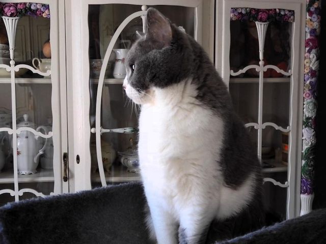 Britisch Kurzhaar (BKH), Katzenbabies, Katzenbabys, Kitten, (m/w)