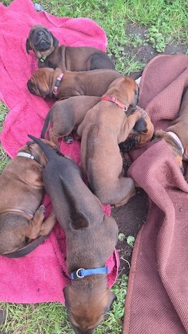 Rhodesian Ridgeback Welpen