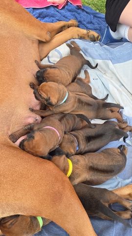 Rhodesian Ridgeback Welpen