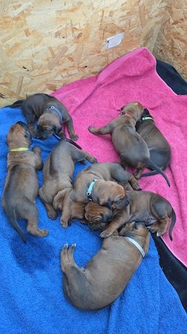 Rhodesian Ridgeback Welpen