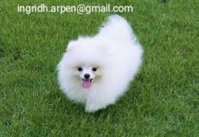 Wunderschöne Pomeranian-Welpen stehen jetzt zum Verkauf.