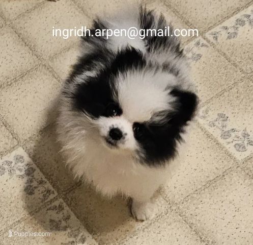 Wunderschöne Pomeranian-Welpen stehen jetzt zum Verkauf.