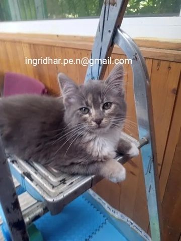 Maine coon xxl Mädchen kitten blue silver tabby White