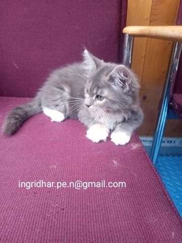 Maine coon xxl Mädchen kitten blue silver tabby White