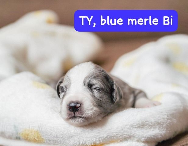 Zauberhafte Mini Australian Sheperds