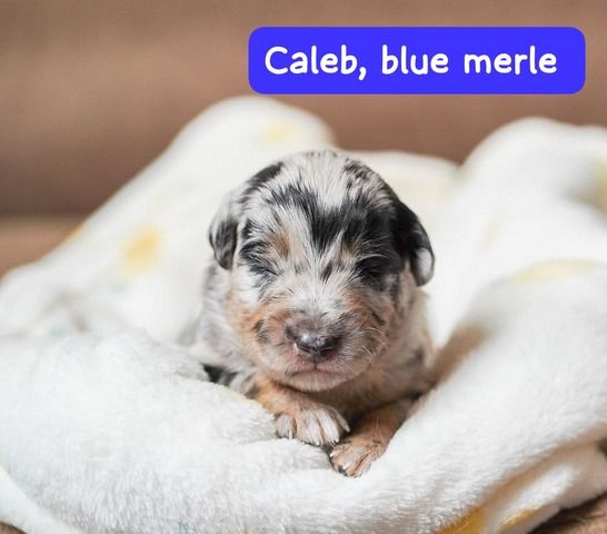 Zauberhafte Mini Australian Sheperds