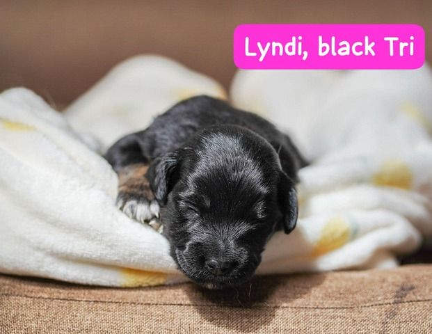 Zauberhafte Mini Australian Sheperds